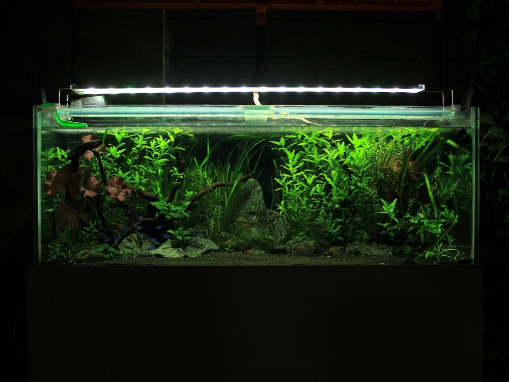 Uniscapes aquarium tank 1-2
