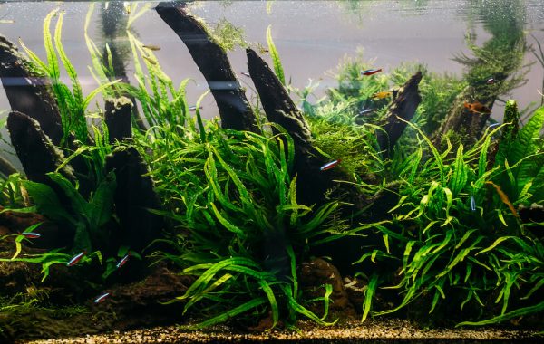 aquarium-algae-elements-of-flora-in-fishbowl-uniscapes-coimbatore