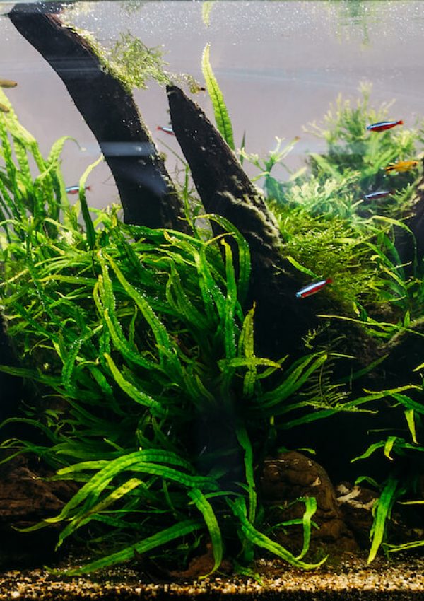 aquarium-algae-elements-of-flora-in-fishbowl-uniscapes-coimbatore