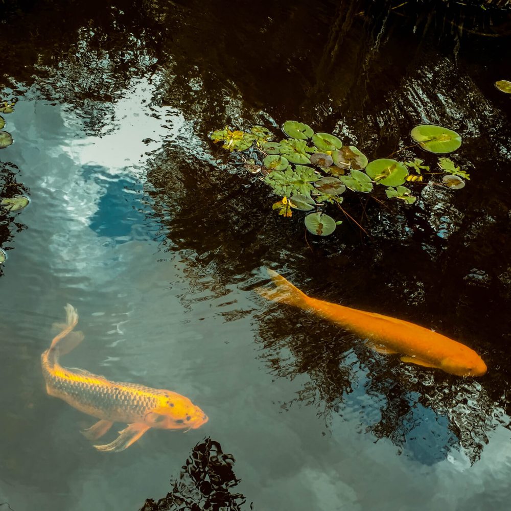 large-koi-fish-in-a-pond-uniscapes
